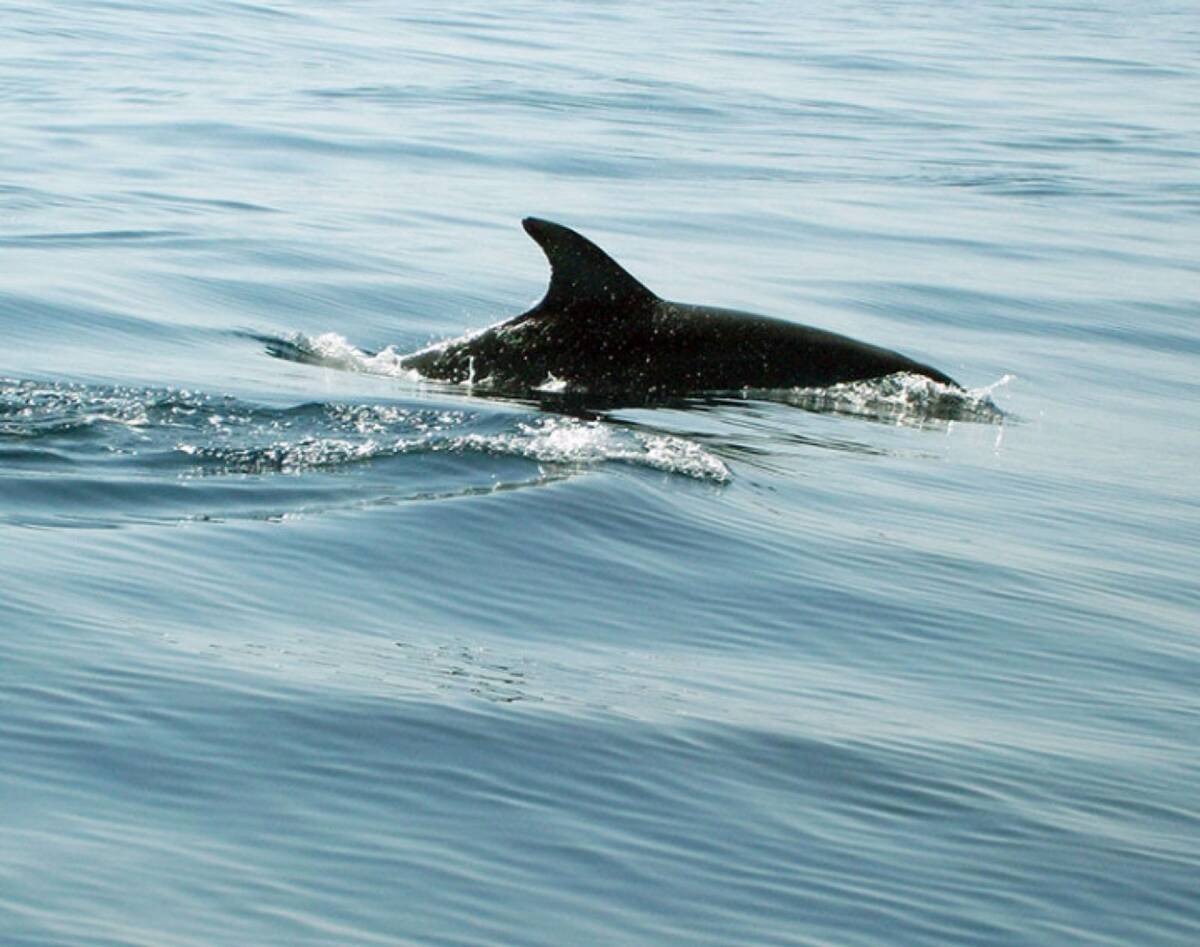 Dolphin Watching Boat Trip from Pula at Sunset (Boat Martinabella)